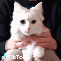每日GIF(2020-05-08)的gif-Gatto GIF by TikTok Italia
