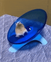 每日GIF(2020-05-08)的gif-Hamster Wow GIF by JustViral