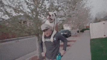 每日GIF(2020-05-08)的gif-Justin Gaethje Sport GIF by UFC