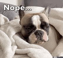 每日GIF(2020-05-09)的gif-Tired Dog GIF by Julia Jennings