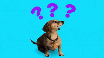 每日GIF(2020-05-09)的gif-Confused Wiener Dog GIF by Originals
