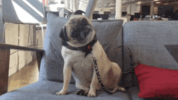 每日GIF(2020-05-10)的gif-Question Mark What GIF by The BarkPost