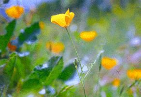 每日GIF(2020-05-12)的gif-Loop Spring GIF by audreyobscura