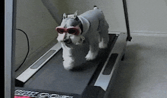 每日GIF(2020-05-14)的gif-Dog Exercise GIF by AFV Pets