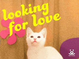 每日GIF(2020-05-25)的gif-I Love You Flirting GIF by Best Friends Animal Society