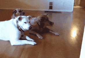 每日GIF(2020-05-28)的gif-dog roomba GIF by Cheezburger