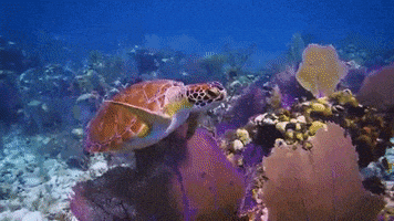每日GIF(2020-06-17)的gif-Sea Turtle GIF by Oceana