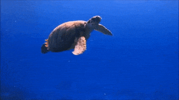 每日GIF(2020-06-18)的gif-Sea Turtle Swimming GIF by Oceana