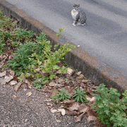 nakaya kurumi的gif的gif-ソリティアの最後みたいなねこ