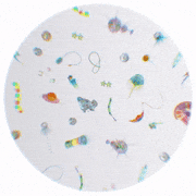 pm21的gif的gif-Plankton（ASIAGRAPH入選）