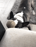 每日GIF(2020-07-21)的gif-Dog Omg GIF by JustViral