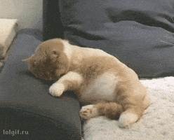 每日GIF(2020-07-21)的gif-Cat Sleeping GIF by JustViral