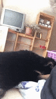 每日GIF(2020-07-21)的gif-Dog Sup GIF by MOODMAN