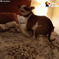 每日GIF(2020-07-24)的gif-Pit Bull Zoomies GIF by The Dodo