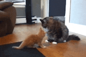 每日GIF(2020-07-24)的gif-Fight Lol GIF by America's Funniest Home Videos