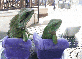 每日GIF(2020-07-27)的gif-Lizards GIF