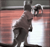 每日GIF(2020-07-27)的gif-Baby Kangaroo GIF