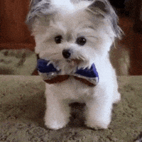 每日GIF(2020-07-28)的gif-High Five Koreantaghi5 GIF