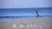 GIFMAGAZINE STUDIO的gif的gif-海、はいりてぇ…。