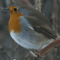 每日GIF(2020-07-31)的gif-Bird Sup GIF