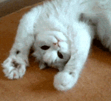 每日GIF(2020-08-02)的gif-Funny Cat GIF