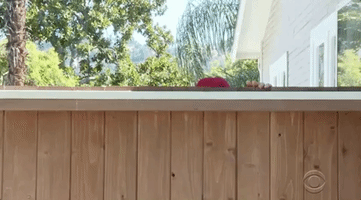 每日GIF(2020-08-07)的gif-Peek Peep GIF by Big Brother