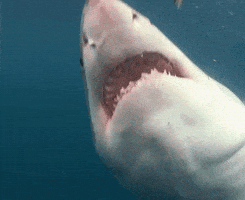 每日GIF(2020-08-10)的gif-Discovery GIF by Shark Week