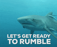 每日GIF(2020-08-10)的gif-Lets Get Ready To Rumble Discovery GIF by Shark Week