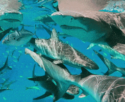 每日GIF(2020-08-10)的gif-Discovery Sharks GIF by Shark Week