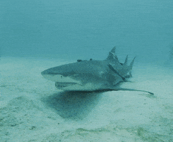 每日GIF(2020-08-11)的gif-Discovery Sharks GIF by Shark Week