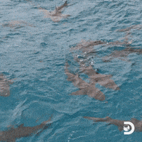 每日GIF(2020-08-12)的gif-Will Smith GIF by Shark Week
