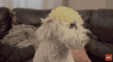 每日GIF(2020-08-14)的gif-Colorful Hair GIF by UFC