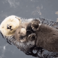 每日GIF(2020-08-14)的gif-Sea Otter GIF