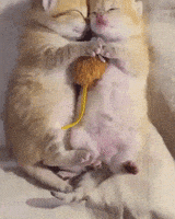 每日GIF(2020-08-17)的gif-Good Morning Sleeping GIF by JustViral