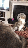 每日GIF(2020-08-17)的gif-Cat Reaction GIF