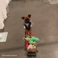 每日GIF(2020-08-19)的gif-Dog Shopping GIF