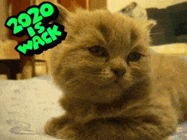 每日GIF(2020-08-21)的gif-Cat GIF by MOODMAN