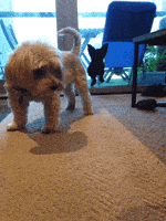 每日GIF(2020-08-22)的gif-GIF by simongibson2000