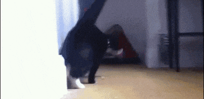 每日GIF(2020-08-23)的gif-Cat Kitty GIF
