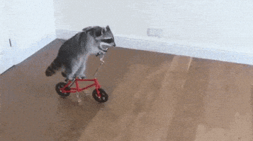 每日GIF(2020-08-23)的gif-Bicycle Raccoon GIF by Electric Cyclery