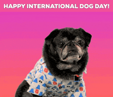 每日GIF(2020-08-27)的gif-Dog Day Benji GIF by GIFiday