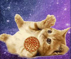 每日GIF(2020-08-27)的gif-Pew Pew Cat GIF by audreyobscura