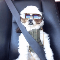 每日GIF(2020-08-28)的gif-Road Trip Car GIF