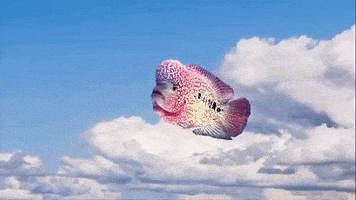 每日GIF(2020-08-29)的gif-Fish Floating GIF by DADA WESTERN THE DESTROYER