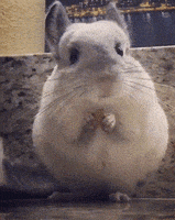 每日GIF(2020-08-30)的gif-Lunch Thoughts GIF