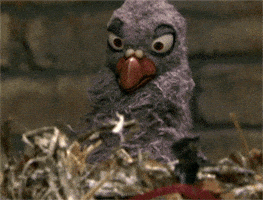 每日GIF(2020-09-01)的gif-Bird Popcorn GIF by Cheezburger