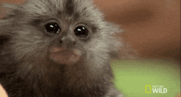 每日GIF(2020-09-05)的gif-Nat Geo Wild Wtf GIF by Dr. K's Exotic Animal ER