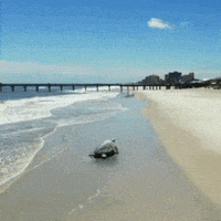 每日GIF(2020-09-06)的gif-Fly Flying GIF by Luis Ricardo