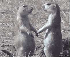 每日GIF(2020-09-13)的gif-Prairie Dog Kiss GIF