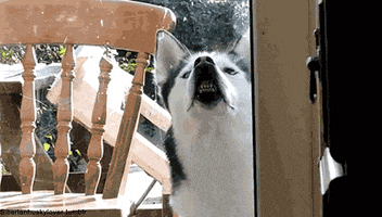 每日GIF(2020-09-15)的gif-Dog Meme GIF by MOODMAN